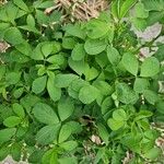 Trigonella foenum-graecum पत्ता