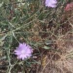 Lactuca tatarica Συνήθη χαρακτηριστικά