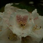 Rhododendron aganniphum