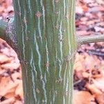 Acer rufinerve 樹皮