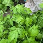 Artemisia princeps Feuille