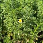 Glebionis coronaria Costuma