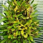 Dendrobium nakaharae Natur