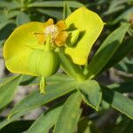 Euphorbia dendroides Flor