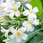 Plumeria obtusaफूल