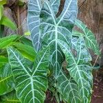 Alocasia longiloba Blatt