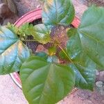 Bixa orellana Leaf
