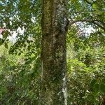 Betula pubescens Bark