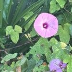 Ipomoea cordatotriloba Flower