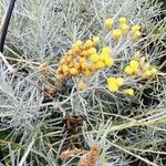 Helichrysum italicum Квітка