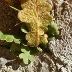 Asplenium ceterach Habit