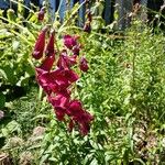 Penstemon barbatus Habit