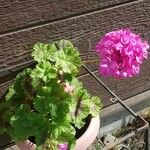 Pelargonium zonale Φύλλο