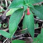 Kohleria spicata Kvet