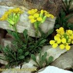 Erysimum ochroleucum Hábito