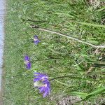 Anemone caroliniana Habit