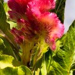 Celosia argenteaFlower