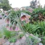 Allium siculum Kvet