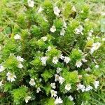 Euphrasia officinalis Хабит