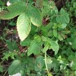 Rosa corymbifera Hoja