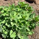 Chenopodium quinoa Лист