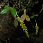 Bulbophyllum fuscum Habit