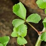 Commiphora schimperi برگ