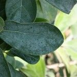 Bignonia magnifica Leaf