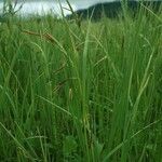 Carex aquatilis عادت داشتن