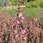 Teucrium lucidum Habit