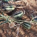 Cucumis ficifolius ഫലം