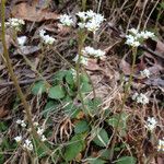 Micranthes virginiensis Hábitos