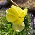 Oenothera rubricaulis Λουλούδι
