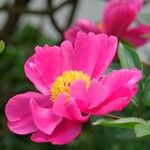 Paeonia mascula പുഷ്പം