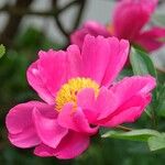 Paeonia mascula Květ