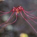 Bulbophyllum gracillimum Fruto