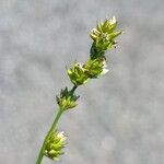 Carex divulsa Flower