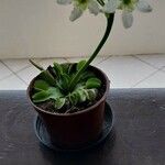 Dionaea muscipula整株植物