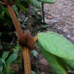 Swartzia panacoco ഇല