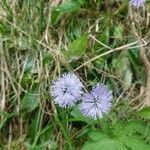 Globularia nudicaulisFlower