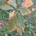 Quercus bicolor पत्ता