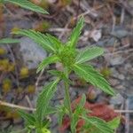 Galeopsis segetum Leaf