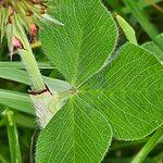 Trifolium incarnatum Hoja