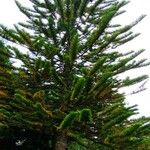 Araucaria nemorosa Hoja