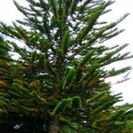 Araucaria nemorosa Frunză