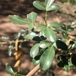 Searsia gueinzii Leaf