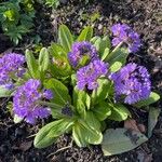 Primula denticulata Flower