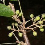 Bursera simaruba Froito