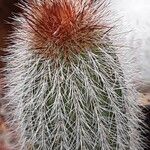 Cleistocactus hyalacanthus Liść