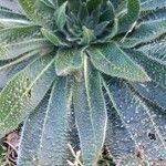 Echium asperrimum Leaf